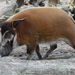 Red river hog