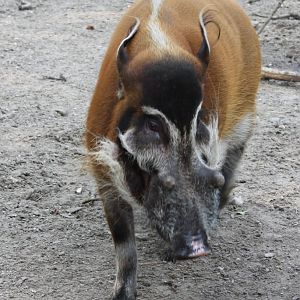 Red river hog