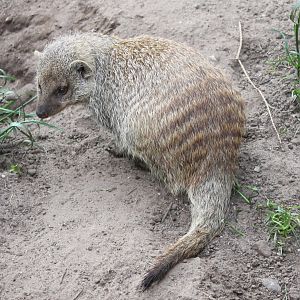 Zebra mongoose