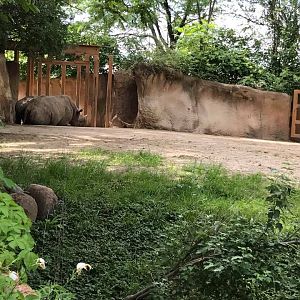 River's Edge- Black Rhinoceros