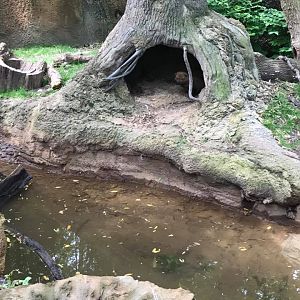 River's Edge- Bush Dog