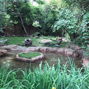 River's Edge- Capybara/Giant Anteater