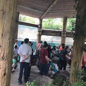 River's Edge- Nile Hippopotamus