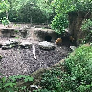 River's Edge- Red River Hog/Bat-Eared Fox