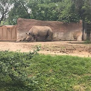 River's Edge- Black Rhinoceros