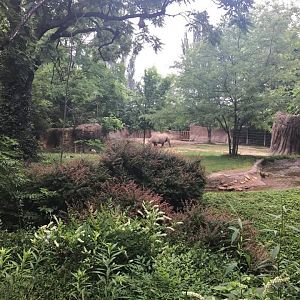 River's Edge- Black Rhinoceros