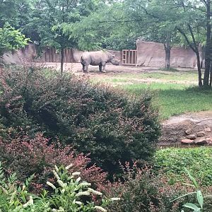 River's Edge- Black Rhinoceros