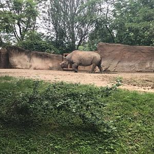 River's Edge- Black Rhinoceros