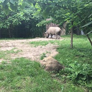 River's Edge- Black Rhinoceros