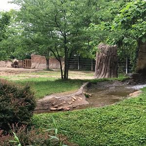 River's Edge- Black Rhinoceros