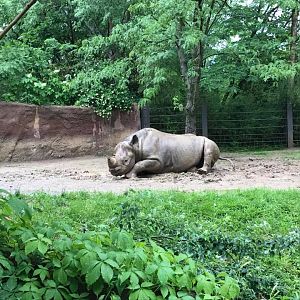 River's Edge- Black Rhinoceros