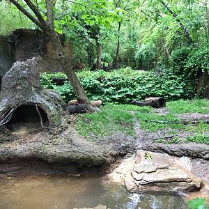 River's Edge- Bush Dog