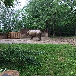 River's Edge- Black Rhinoceros