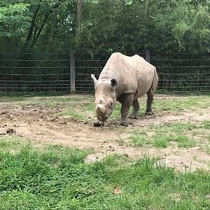 River's Edge- Black Rhinoceros