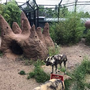 River's Edge- African Wild Dog