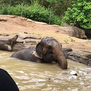 River's Edge- Asian Elephant