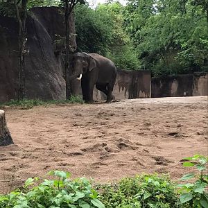 River's Edge- Asian Elephant