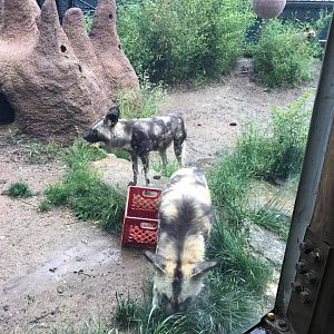 River's Edge- African Wild Dog