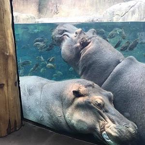 River's Edge- Nile Hippopotamus