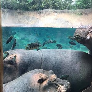 River's Edge- Nile Hippopotamus