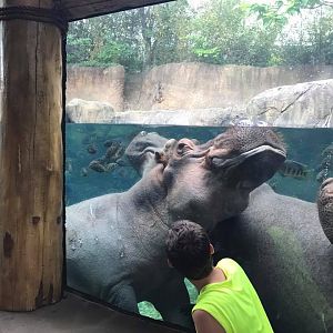 River's Edge- Nile Hippopotamus