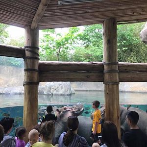 River's Edge- Nile Hippopotamus