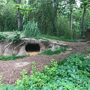 River's Edge- Spotted Hyena