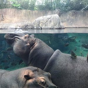 River's Edge- Nile Hippopotamus