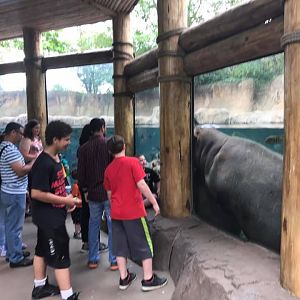 River's Edge- Nile Hippopotamus