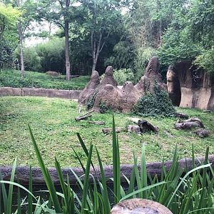 Rivers' Edge- Banded Mongoose/Cheetah