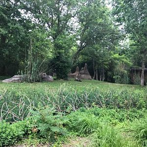 River's Edge- Cheetah