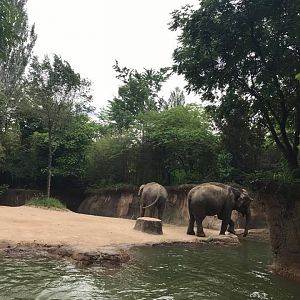 River's Edge- Asian Elephant
