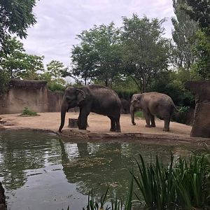 River's Edge- Asian Elephant