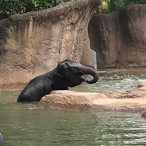 River's Edge- Asian Elephant