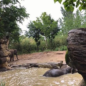 River's Edge- Asian Elephant