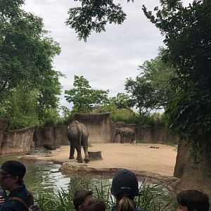 River's Edge- Asian Elephant