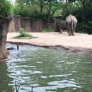 River's Edge- Asian Elephant