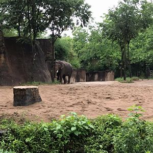 River's Edge- Asian Elephant