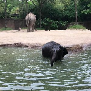 River's Edge- Asian Elephant