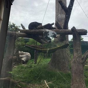 River's Edge- Sun Bear
