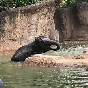 River's Edge- Asian Elephant