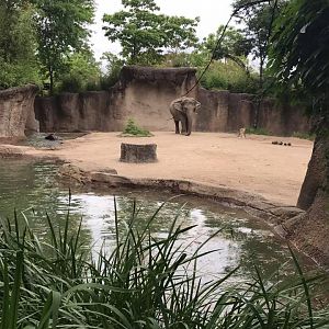 River's Edge- Asian Elephant