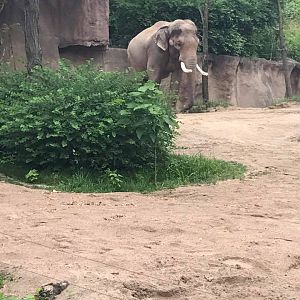 River's Edge- Asian Elephant
