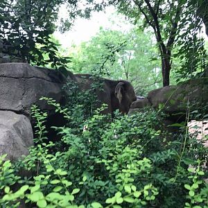 River's Edge- Asian Elephant