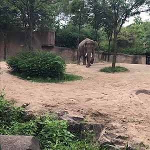 River's Edge- Asian Elephant