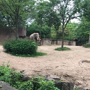 River's Edge- Asian Elephant