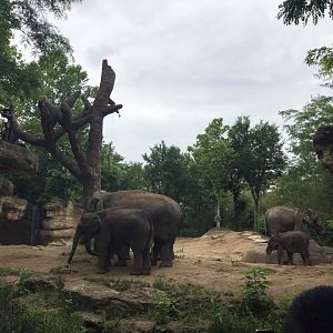 River's Edge- Asian Elephant