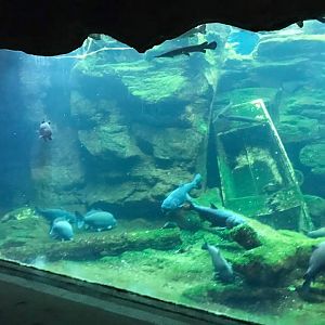 River's Edge- Mississippi River