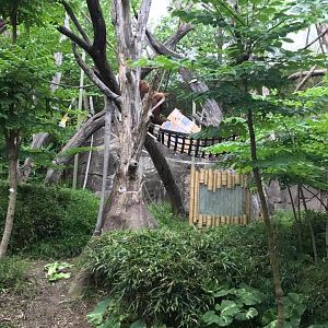 Fragile Forest- Orangutan