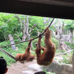 Fragile Forest- Orangutan